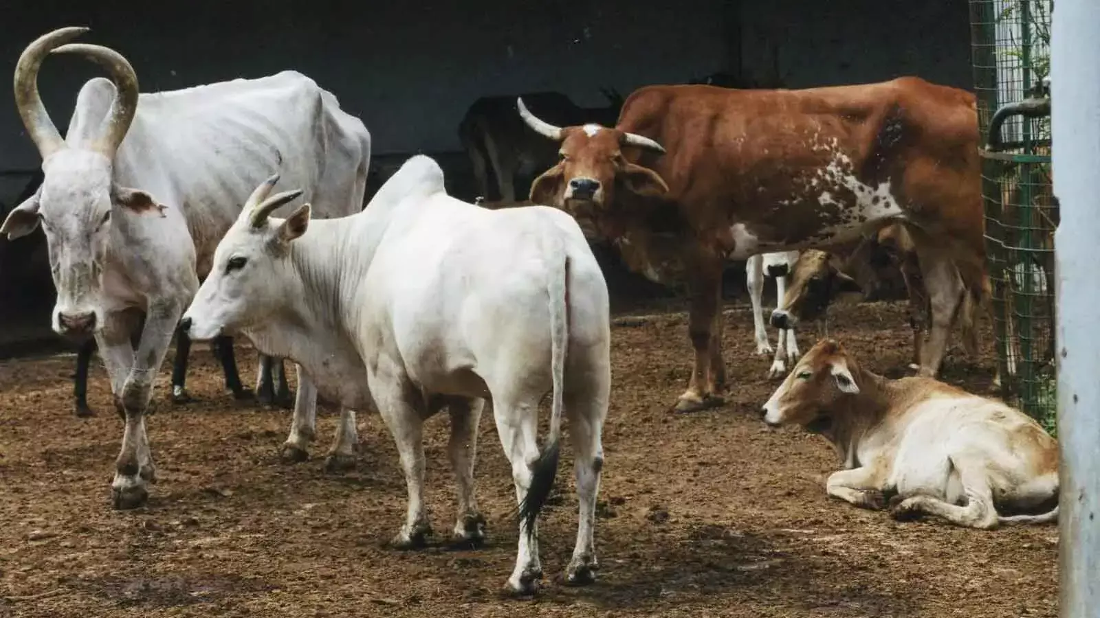 Explained: Karnatakas New Anti-Cow Slaughter Bill And Its Provisions Explained: Karnatakas New Anti-Cow Slaughter Bill And Its Provisions