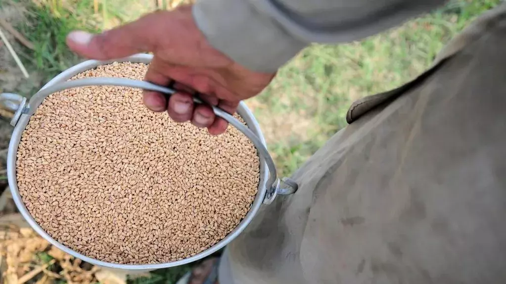 All 80 Crore Beneficiaries Under PMGKAY Never Got Free Food Grains All 80 Crore Beneficiaries Under PMGKAY Never Got Free Food Grains