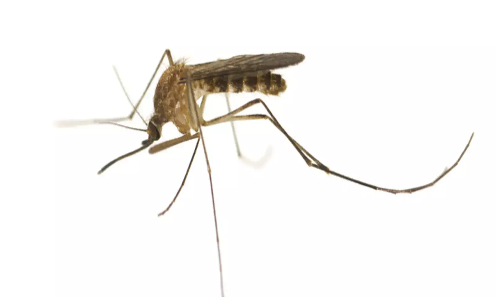 Explained: West Nile Virus, its Symptoms and Treatment Explained: West Nile Virus, its Symptoms and Treatment