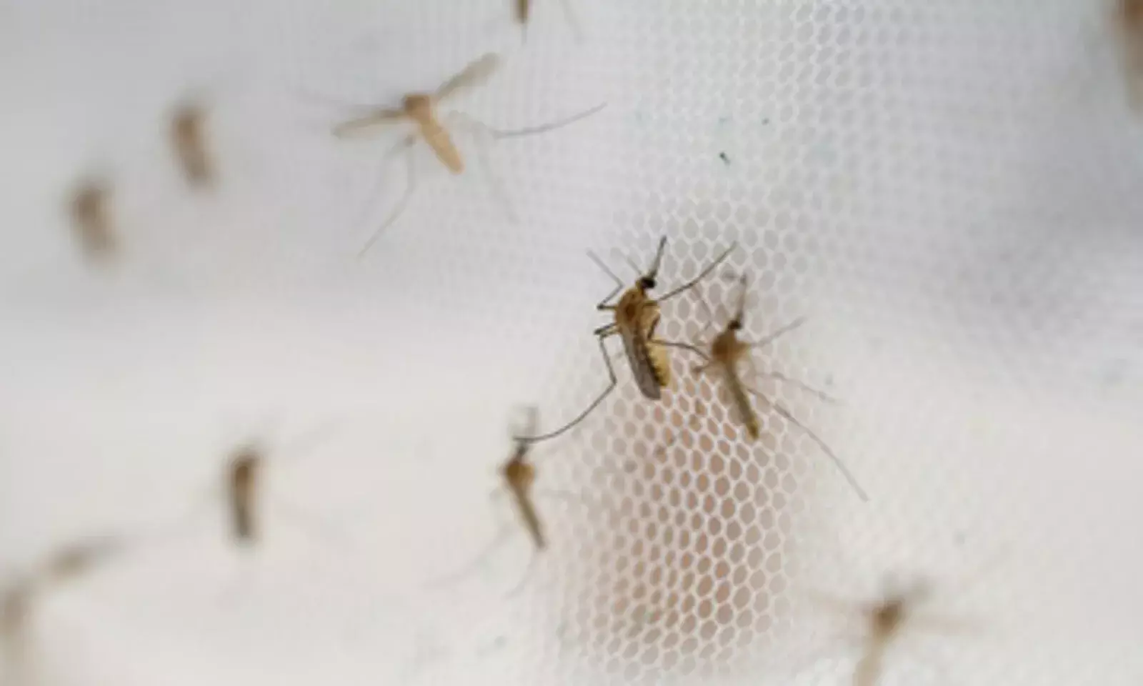 Explained: Major Vector-Borne Diseases, Symptoms & History in Numbers Explained: Major Vector-Borne Diseases, Symptoms & History in Numbers