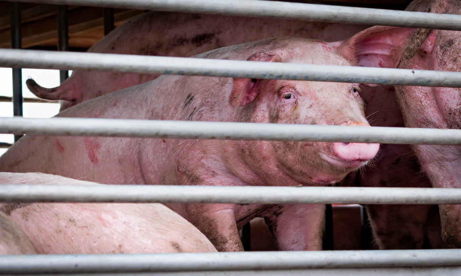 Explained: What is African Swine Fever & Why It Affects Northeast India Explained: What is African Swine Fever & Why It Affects Northeast India