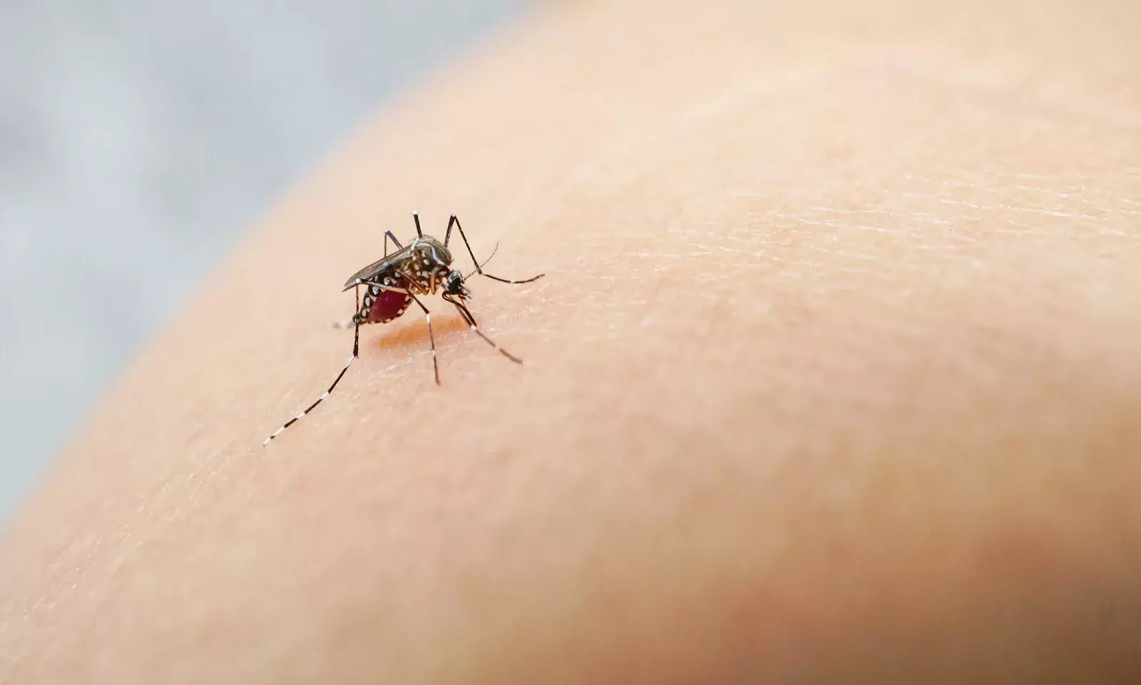 World Malaria Day: Five Myths Around the Disease Debunked World Malaria Day: Five Myths Around the Disease Debunked