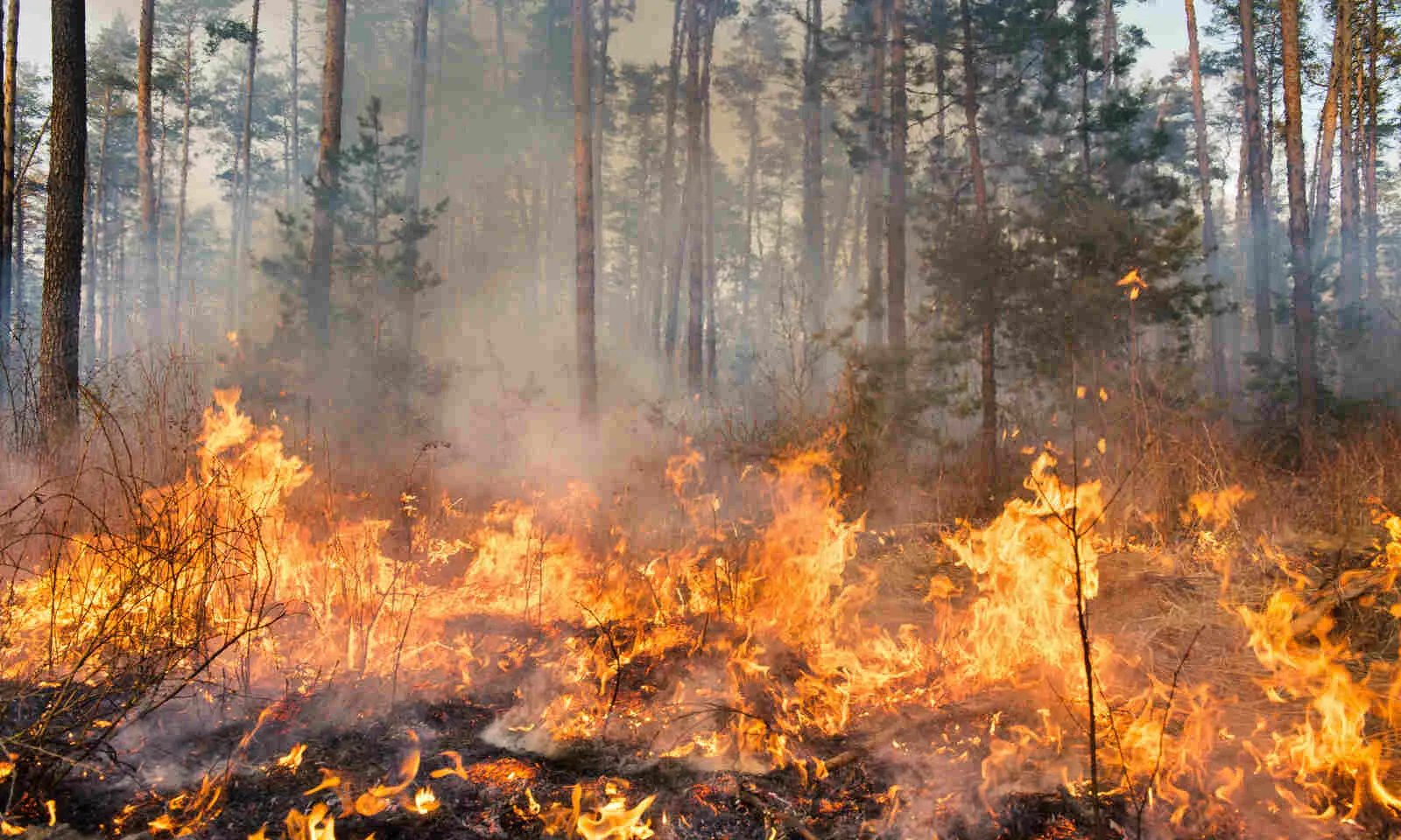 Data Dive: Land Lost to Forest Fires in India Increases by 122% in 5 Years Data Dive: Land Lost to Forest Fires in India Increases by 122% in 5 Years