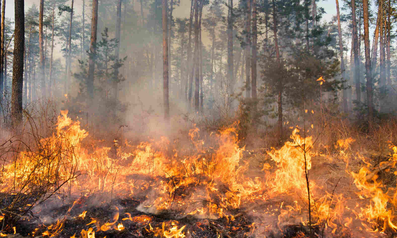Data Dive Land Lost to Forest Fires in India Increases by 122 in 5 Years