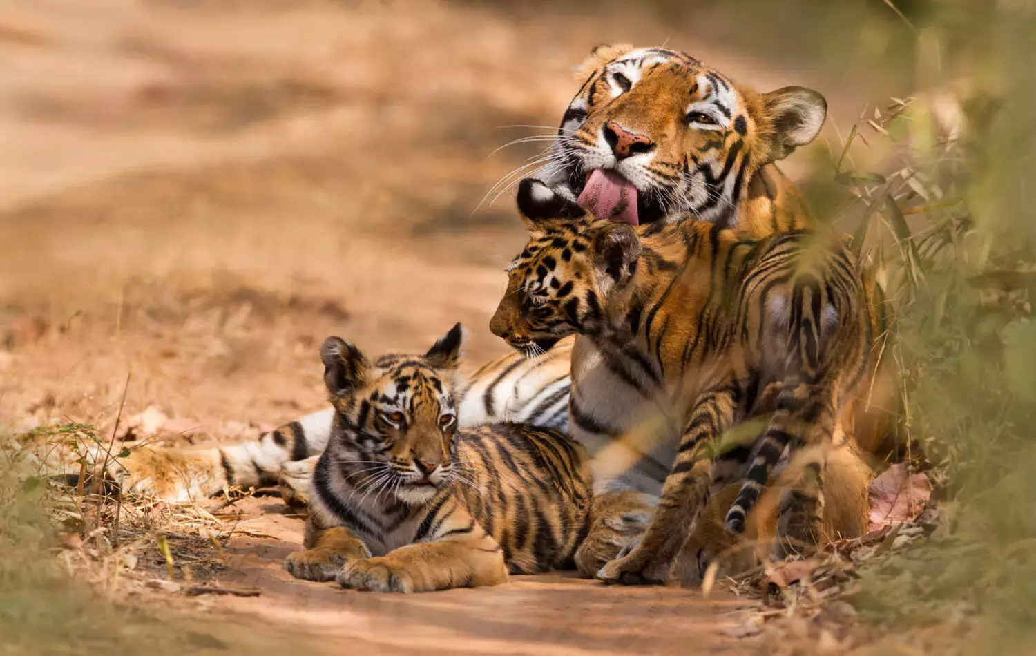 World Tiger Day: 44% Rise in Tiger Deaths in Past Decade