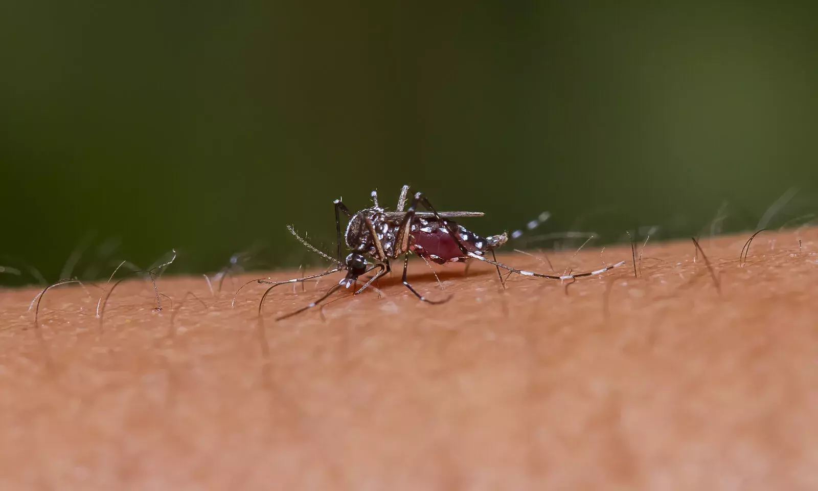 World Mosquito Day: 7 Myths Around Mosquito-Borne Illnesses Debunked World Mosquito Day: 7 Myths Around Mosquito-Borne Illnesses Debunked