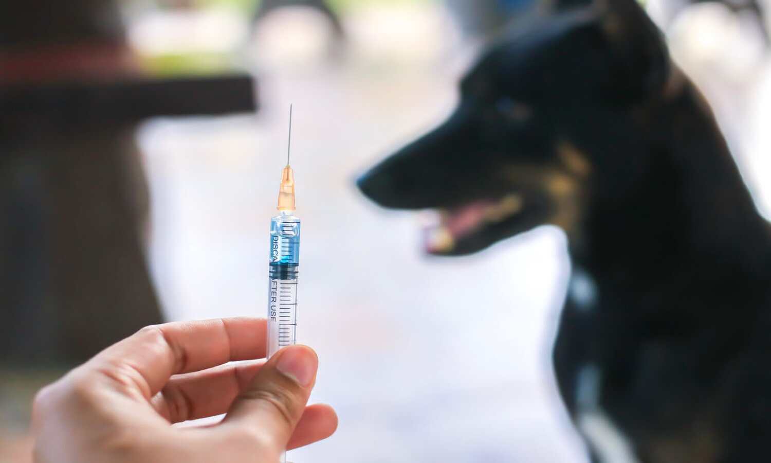 Rabies kill three in Zvimba - New Ziana