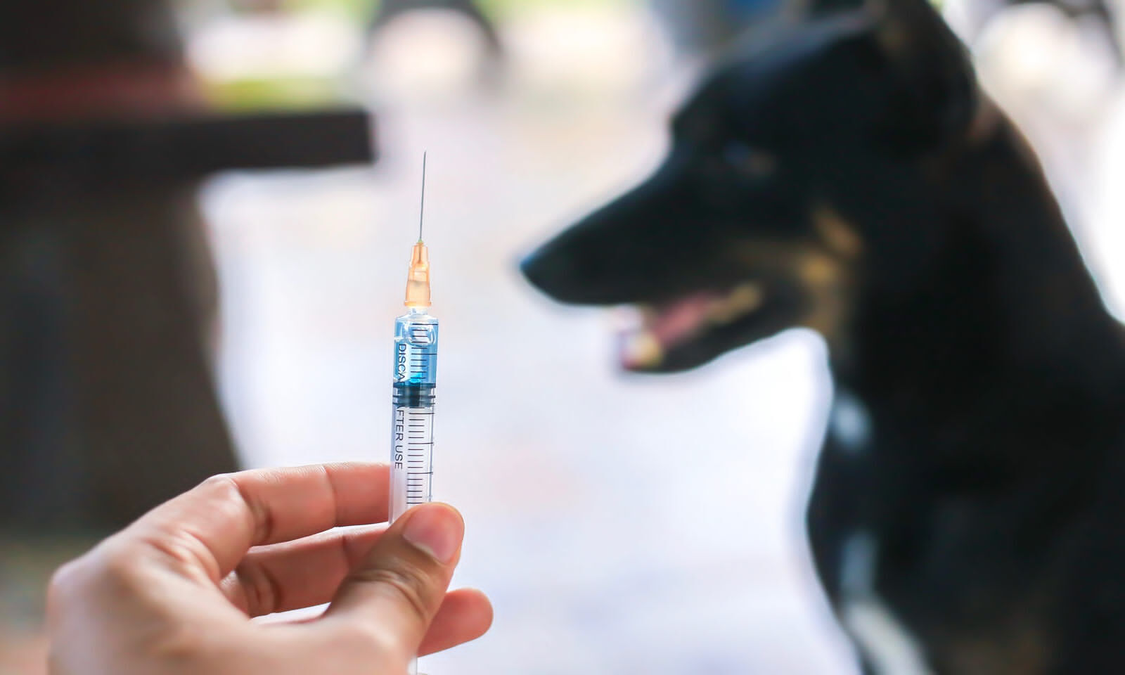 when should a puppy get a rabies shot